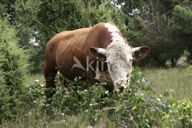 Hereford Koe (Bos domesticus)