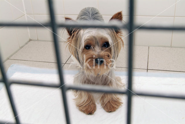 Hond (Canis domesticus)