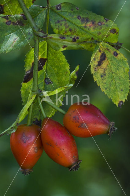 Dog-rose (Rosa canina)