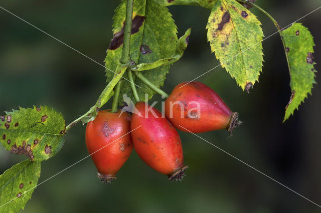 Dog-rose (Rosa canina)