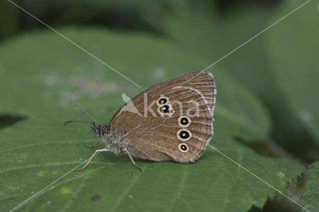 Hooibeestje (Coenonympha pamphilus)