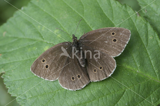 Hooibeestje (Coenonympha pamphilus)