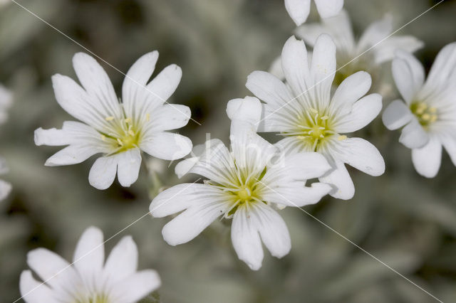 Mouse-ear (Cerastium spec.)