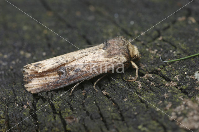 Houtspaander (Axylia putris)