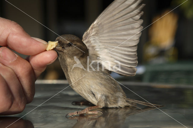Huismus (Passer domesticus)