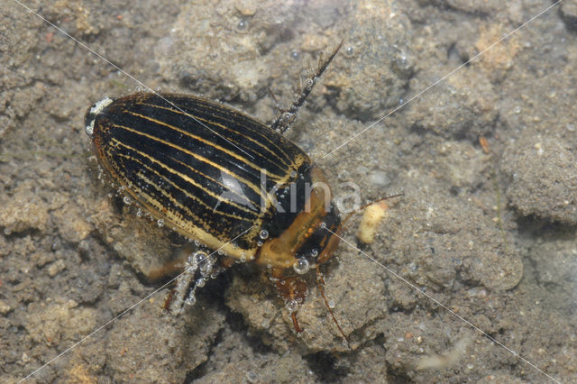 Hydaticus continentalis