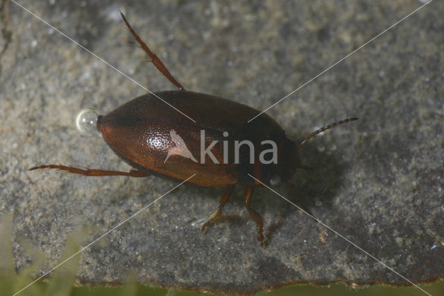 Hydroporus gyllenhalii