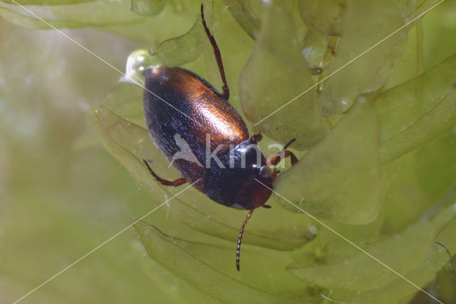 Hydroporus tristis