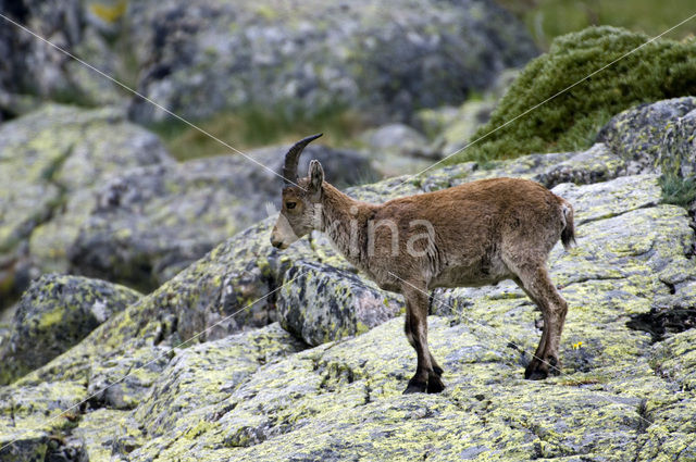 Iberische Steenbok (Capra pyrenaica)