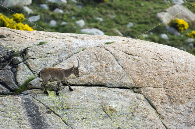 Spanish ibex (Capra pyrenaica)