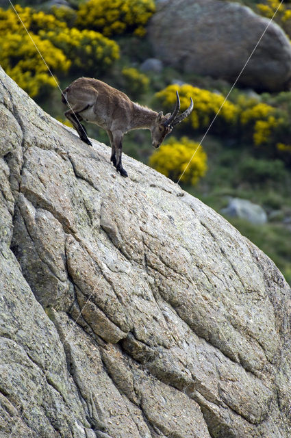 Iberische Steenbok (Capra pyrenaica)