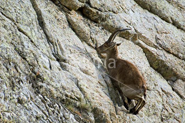 Iberische Steenbok (Capra pyrenaica)