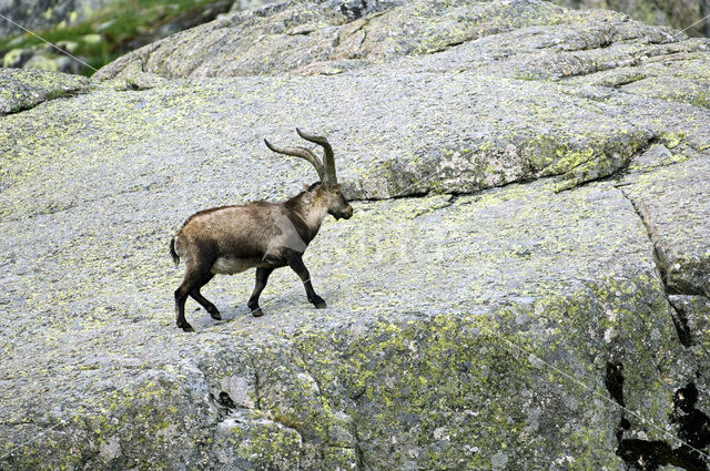 Iberische Steenbok (Capra pyrenaica)