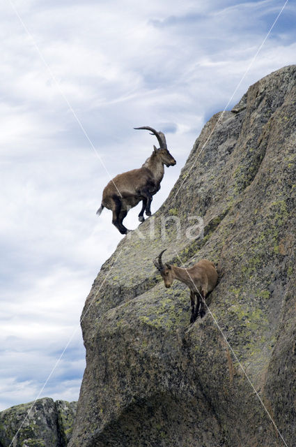 Spanish ibex (Capra pyrenaica)