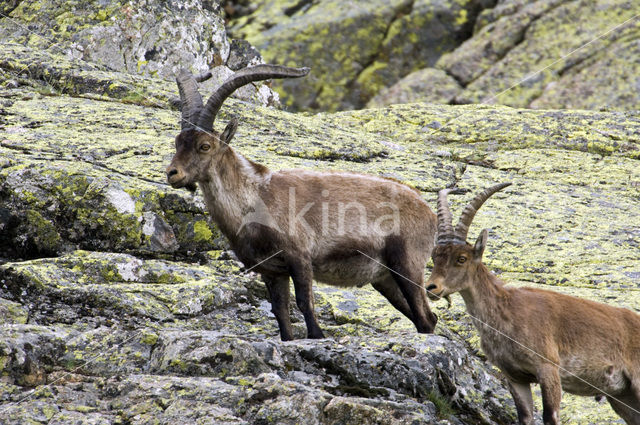 Iberische Steenbok (Capra pyrenaica)