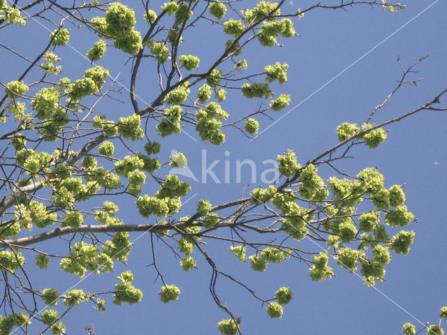Elm (Ulmus)