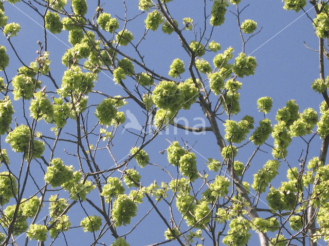 Elm (Ulmus)