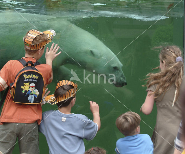 Polar bear (Ursus maritimus)