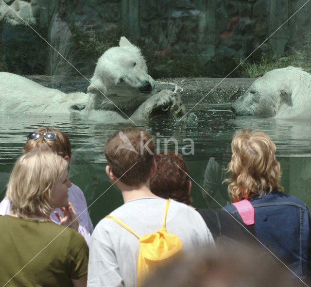 Polar bear (Ursus maritimus)