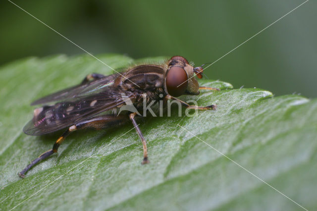Ingesnoerde waterzwever (Anasimyia contracta)