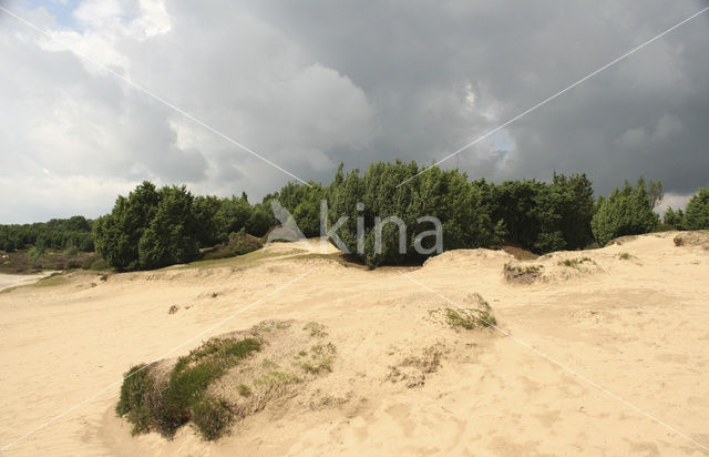 common juniper (Juniperus communis)