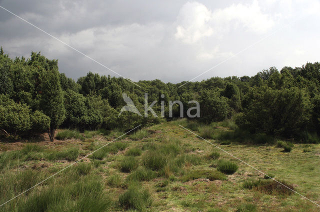 common juniper (Juniperus communis)