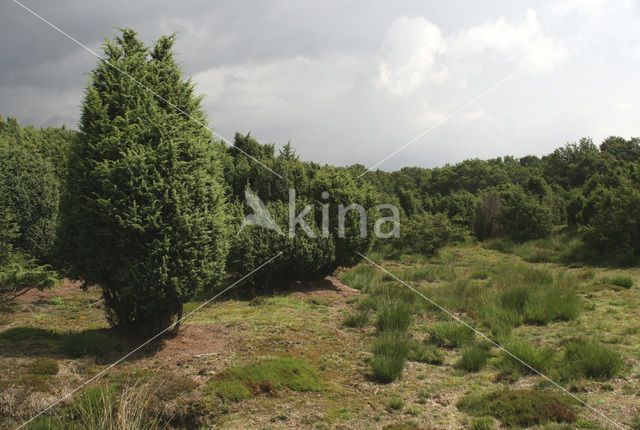 common juniper (Juniperus communis)