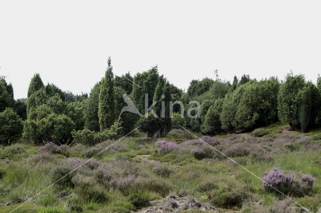 common juniper (Juniperus communis)