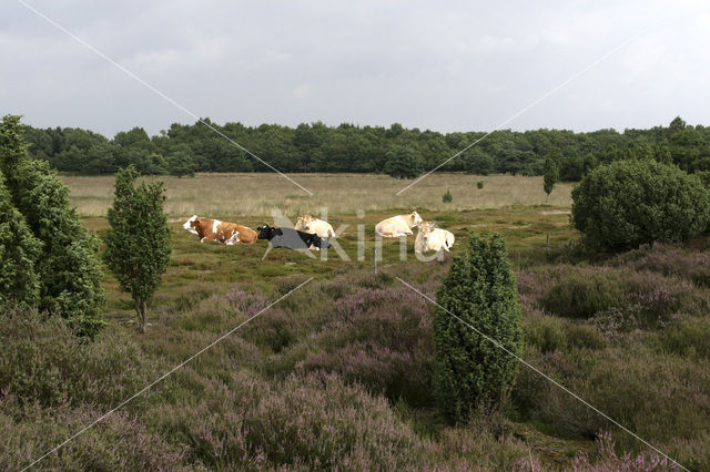 Jeneverbes (Juniperus communis)