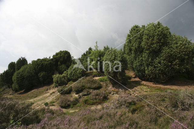 common juniper (Juniperus communis)