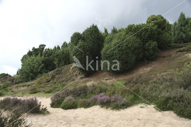 common juniper (Juniperus communis)