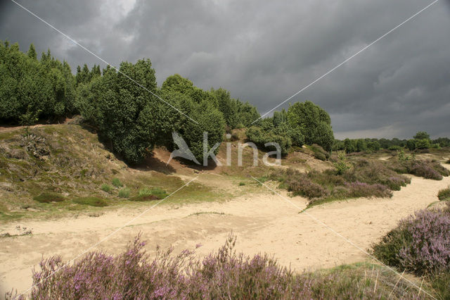 common juniper (Juniperus communis)