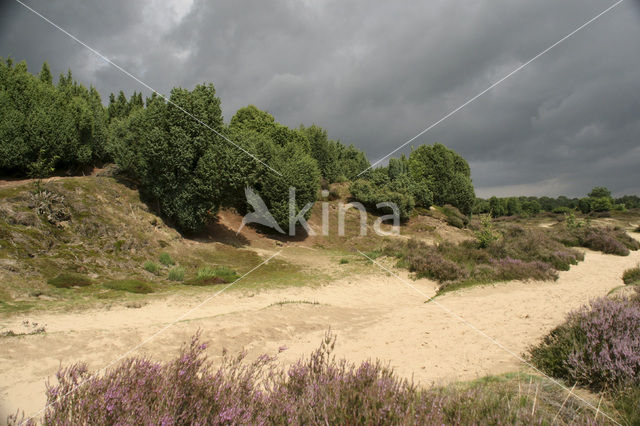 Jeneverbes (Juniperus communis)