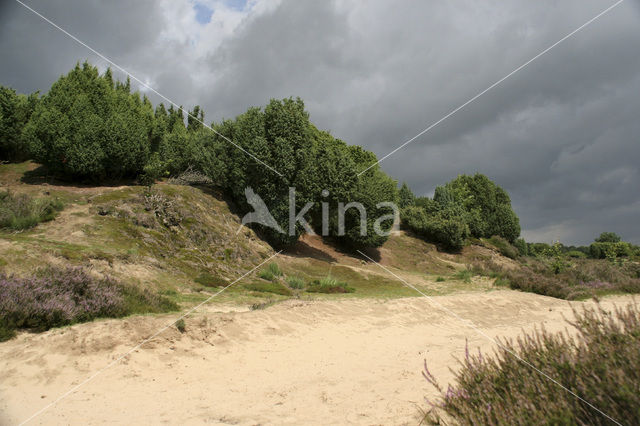 common juniper (Juniperus communis)