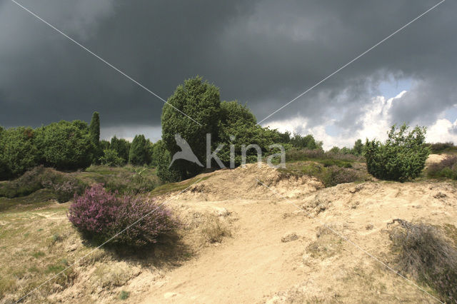 Jeneverbes (Juniperus communis)