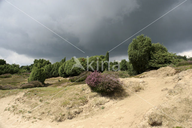 common juniper (Juniperus communis)