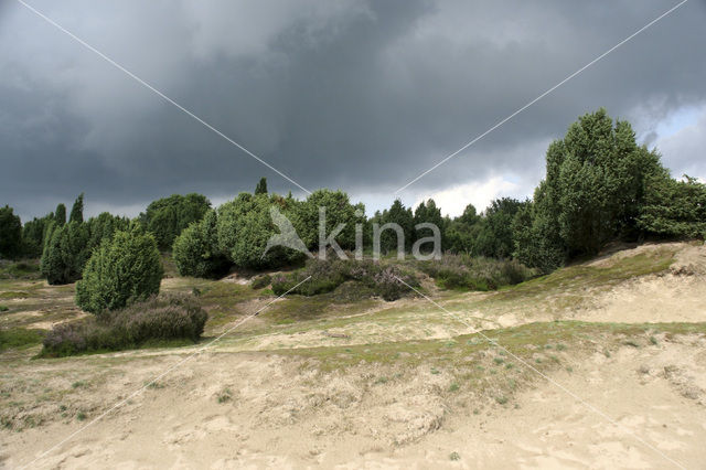 common juniper (Juniperus communis)