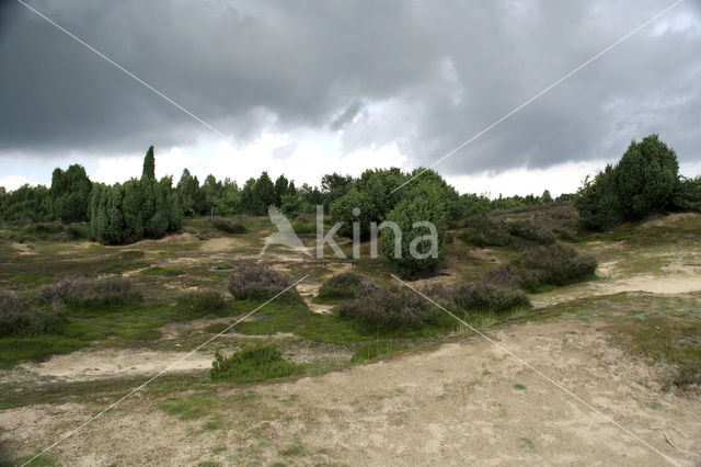 common juniper (Juniperus communis)