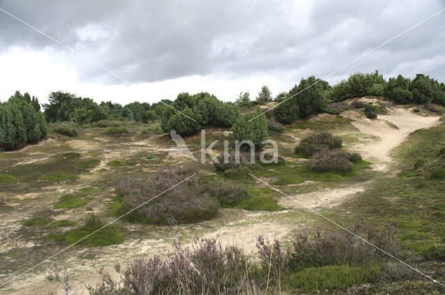 common juniper (Juniperus communis)