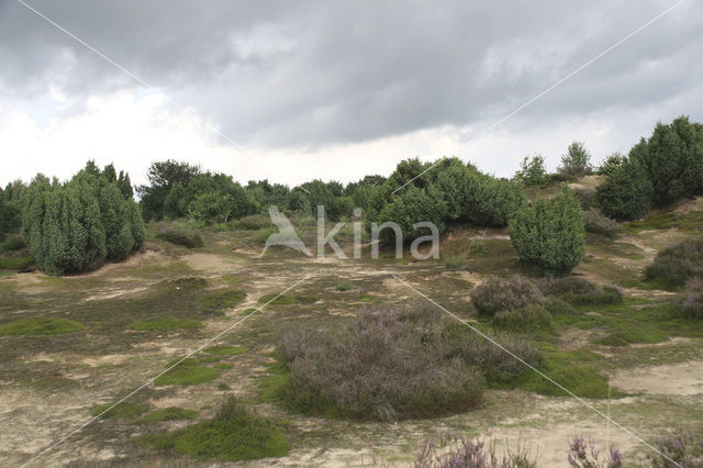 common juniper (Juniperus communis)