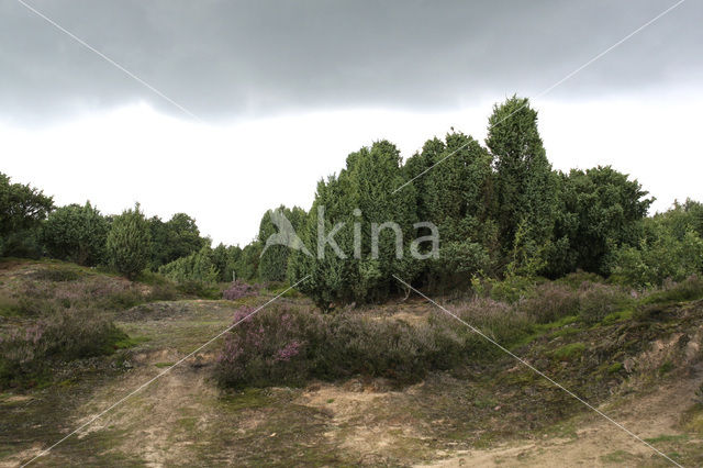 common juniper (Juniperus communis)