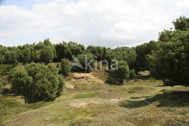 common juniper (Juniperus communis)