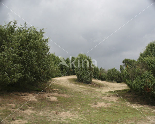 common juniper (Juniperus communis)