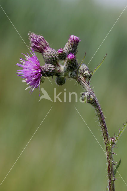 Kale jonker (Cirsium palustre)