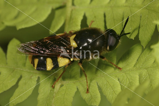 Kameleonwapenvlieg (Stratiomys chamaeleon)