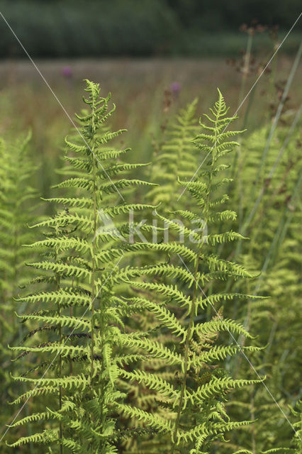 Kamvaren (Dryopteris cristata)