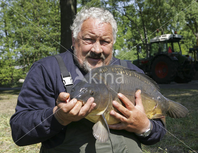 Karper (Cyprinus carpio)