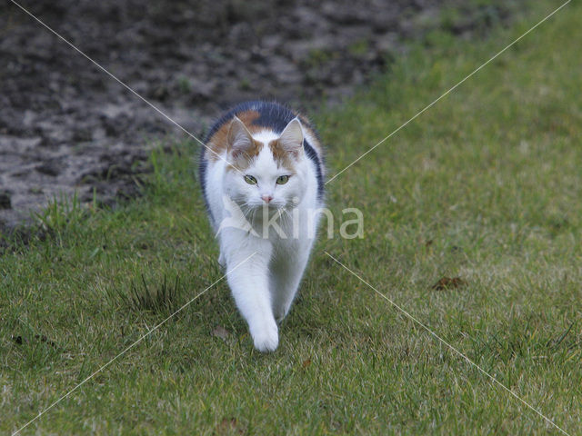 Cat (Felis domesticus