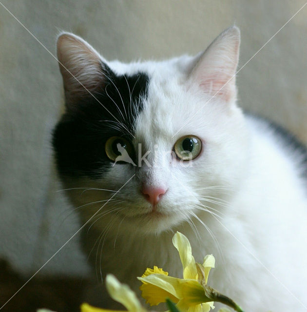 Kat (Felis domesticus