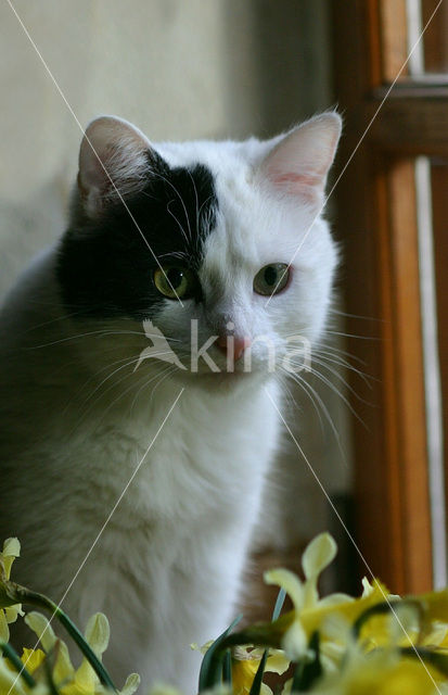 Cat (Felis domesticus